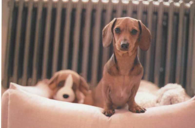 A Little Dog And A Big Bird.
